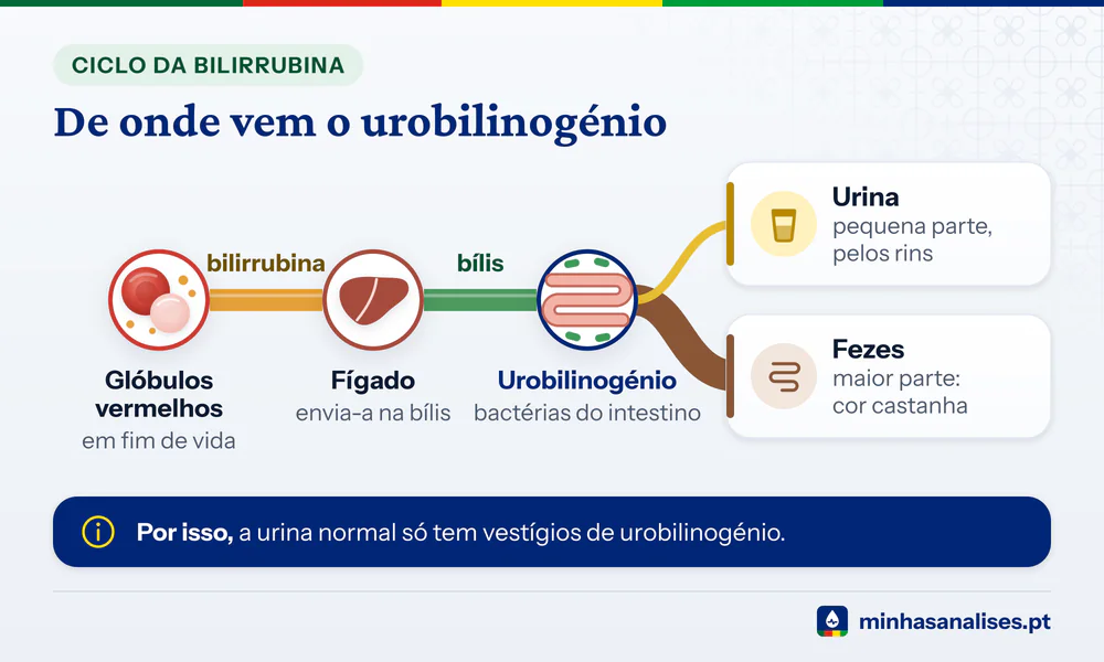 Percurso do urobilinogénio: glóbulos vermelhos, bilirrubina, fígado e bílis, intestino, depois sobretudo fezes e pouca urina