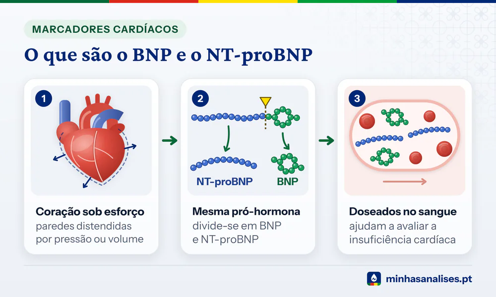 Três passos: coração com paredes distendidas, pró-hormona dividida em BNP e NT-proBNP e os dois péptidos no sangue