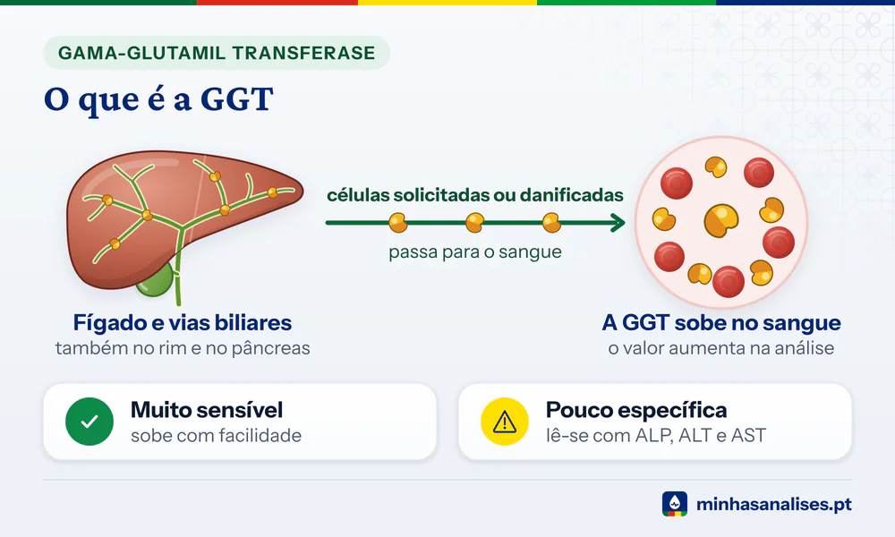 GGT a passar do fígado e das vias biliares para o sangue, com as notas muito sensível e pouco específica