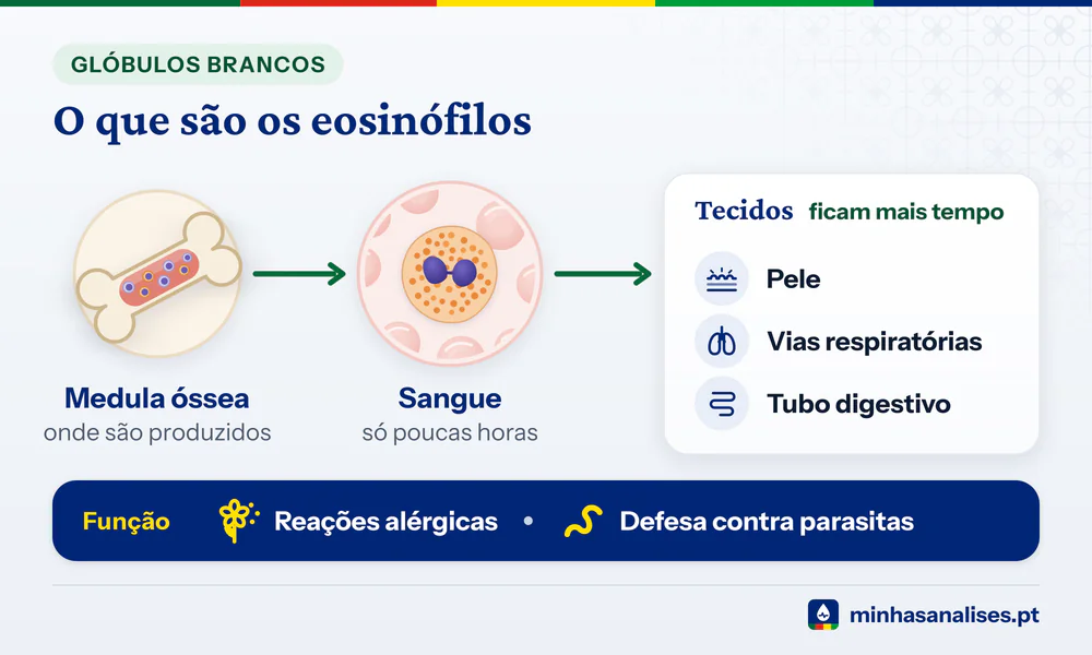 Percurso dos eosinófilos: da medula óssea ao sangue por poucas horas e depois à pele, vias respiratórias e tubo digestivo