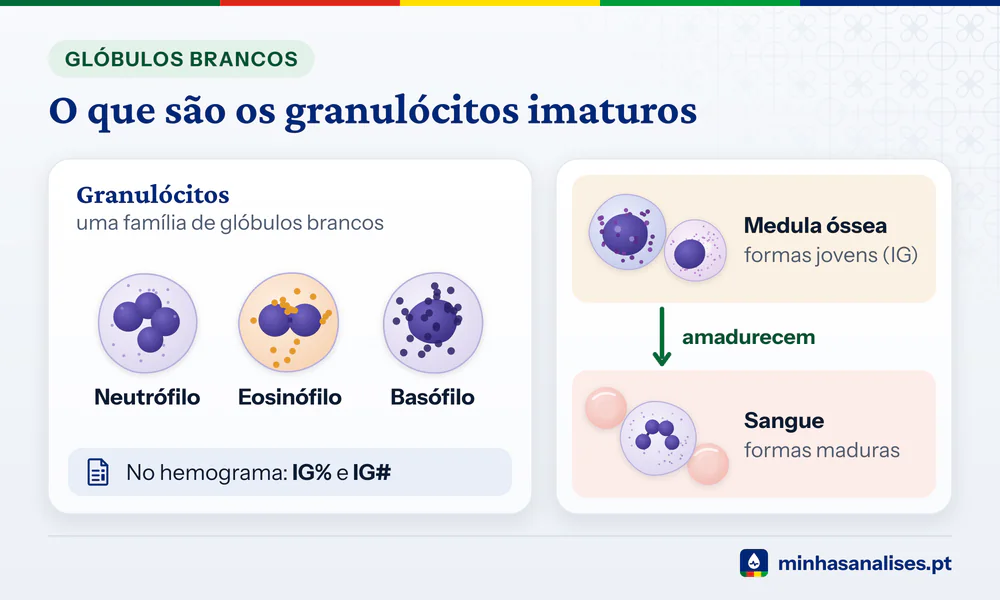 Neutrófilo, eosinófilo e basófilo, a família dos granulócitos; os granulócitos imaturos ficam na medula óssea e amadurecem
