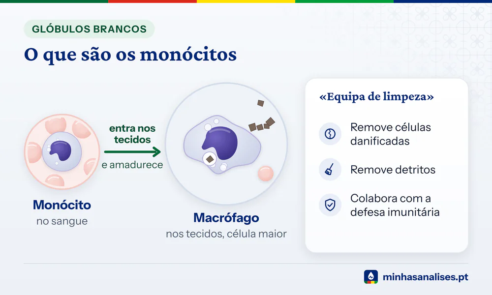 Monócito no sangue que entra nos tecidos e amadurece em macrófago, uma célula maior que remove detritos e células danificadas