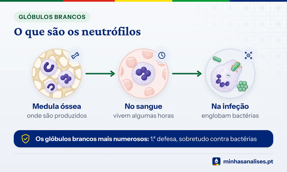 Neutrófilos produzidos na medula óssea, a circular no sangue durante algumas horas e a englobar bactérias numa infeção