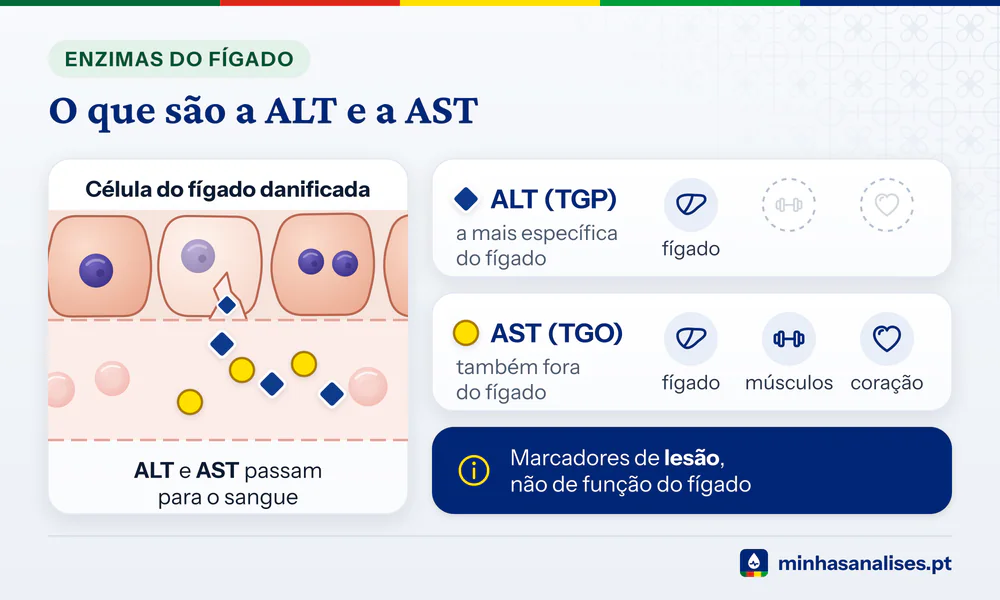 Célula do fígado danificada liberta ALT e AST no sangue; ALT sobretudo no fígado, AST também em músculos e coração