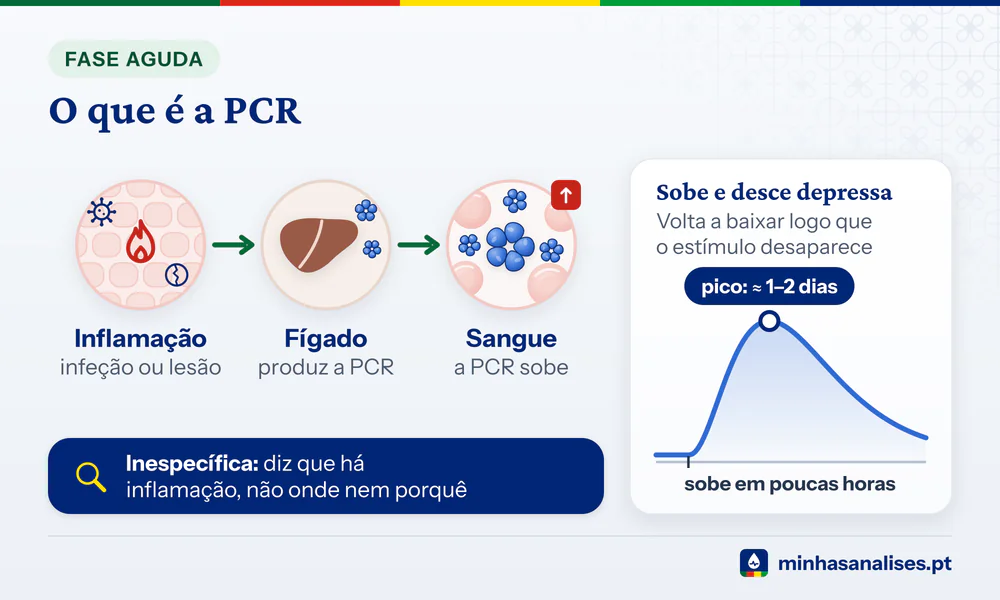 Inflamação nos tecidos, fígado que produz PCR e PCR a subir no sangue; a curva sobe em horas e tem pico em cerca de 1–2 dias