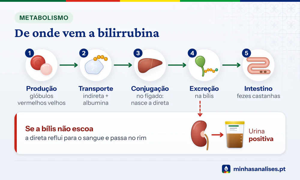 Cinco etapas da bilirrubina, do glóbulo vermelho ao fígado, bílis e intestino, e o desvio pelo rim que a leva à urina