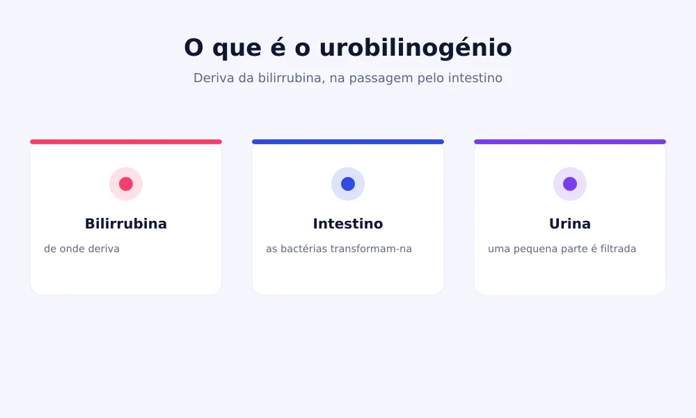 Esquema do metabolismo: dos glóbulos vermelhos à bilirrubina, do fígado ao intestino onde as bactérias produzem urobilinogénio, até às fezes e à urina