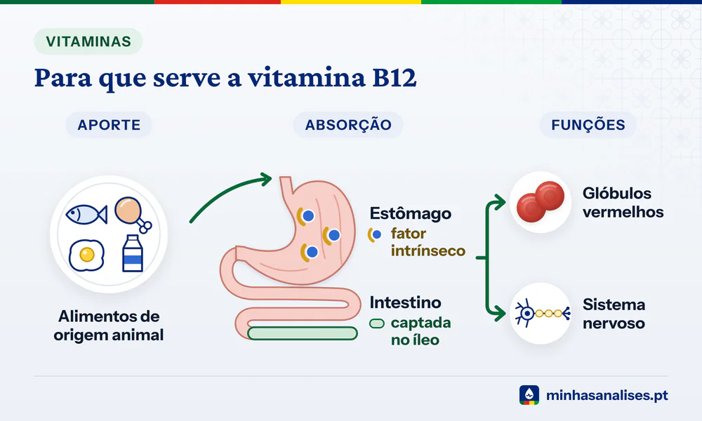 Vitamina B12 de carne, peixe, ovos e leite absorvida no estômago e intestino, a caminho dos glóbulos vermelhos e dos nervos